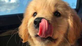 When dogs secretly learn human language