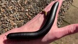 A millipede video