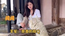 赵露思有多搞笑,凭一己之力带偏了剧组,要不要把偶像包袱捡一下
