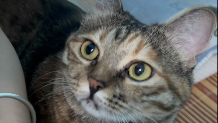 男朋友出差了，半夜轮到他的猫催促我睡觉，它啥都懂，像个体贴的小人儿～