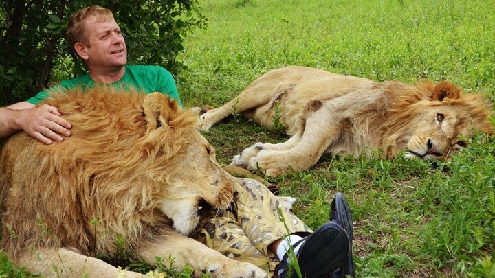 How fast can a lion snatch meat? [Director Oleg]