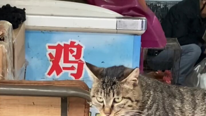 Tiap hari ikan, setiap makan ikan... Udah bosen banget nih!