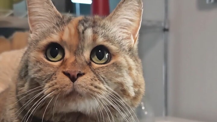 You’ll peel a shrimp for me, right?