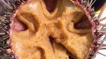 Cara yang benar untuk memakan bulu babi