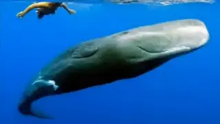 Unusual and Weird Deep Sea Creatures