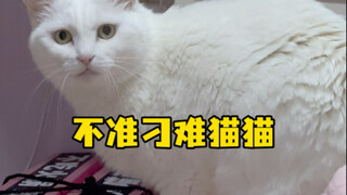 不准刁难猫猫