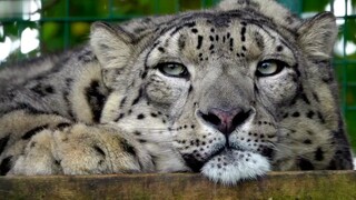 “Probably the leopard’s toast.”