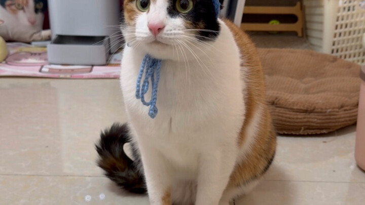 Where there are mice, mice are chosen; where there are no mice, a radish.