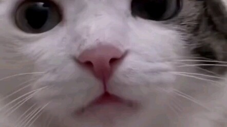 Gigi Gepeng Meow itu imut banget, kan...?