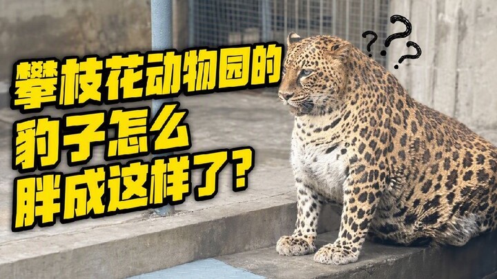 Remember the Panzhihua Zoo, once hailed as the nation’s model pig-breeding base? Have the animals ma