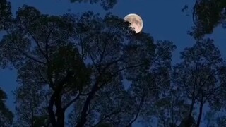 Assalamualaikum warahmatullahi wabarakatuh, Subhanallahi wabihamdihi Subhanallahil adzim