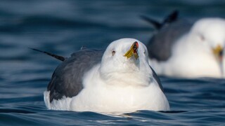 เพลิดเพลินกับนกนางนวลหางดำลอยอยู่สองนาที
