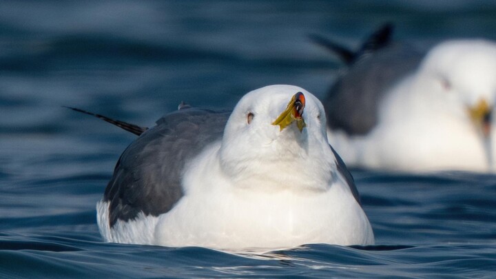 استمتع بمشاهدة طائر النورس الأسود وهو يطفو لمدة دقيقتين