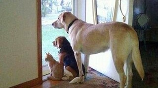 How Dogs Wait For Your Return No One Does It 😍