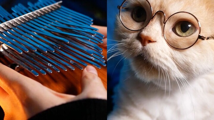 How will kittens react to the Harry Potter theme? Playing《Hedwig's Theme》on the piano with thumbs
