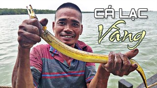 CÁ LẠC VÀNG SA LƯỚI SAU CƠN MƯA | Ngư Dân Miền Tây