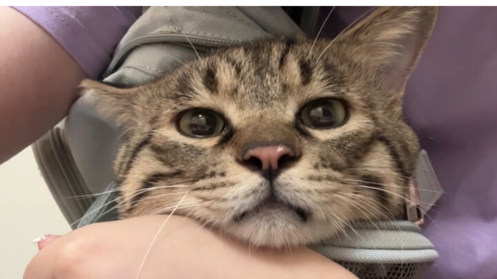 I tried acupuncture on the kitten and ended up pissing it off—had to coax it for ages to make up!