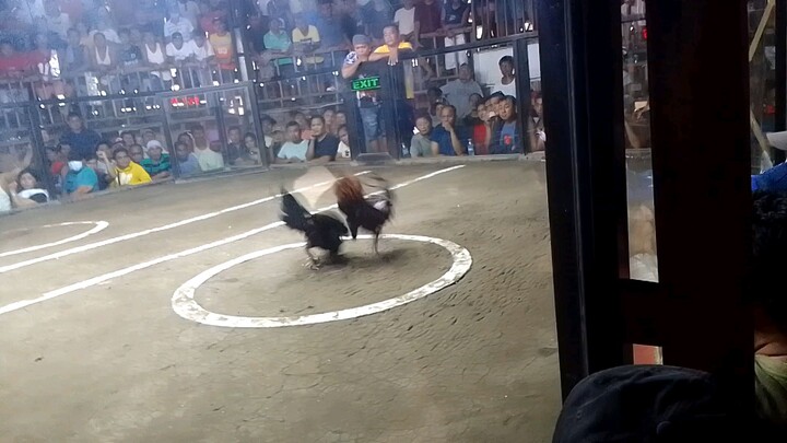 panalo gold natin naka huli