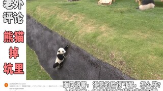 国宝“掉坑里”了，腿短又近视，爬上去后得意的样子萌化老外！