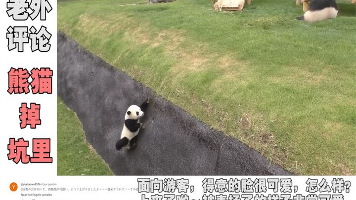 国宝“掉坑里”了，腿短又近视，爬上去后得意的样子萌化老外！