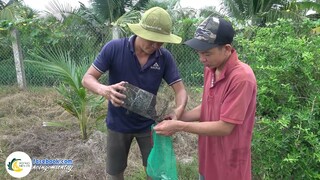 TÁT MƯƠNG BẮT CÁ - CƠM BỤI NGOÀI ĐỒNG | Hội Ngộ Miền Tây - Tập 550