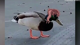 JOJO的奇妙日常