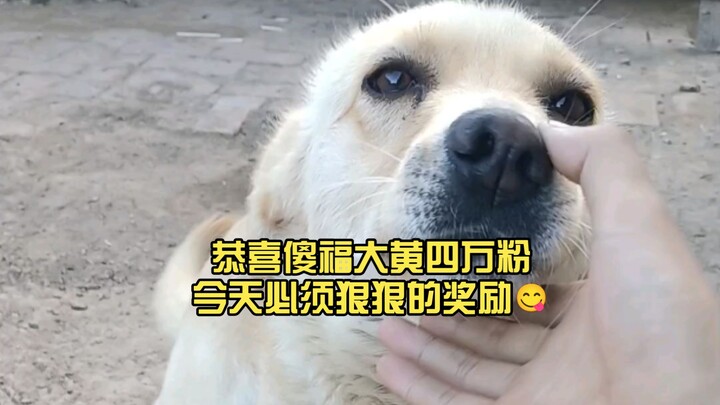 Chúc mừng Sơ Phúc Đại Hoàng đạt 40 nghìn người theo dõi, hôm nay nhất định phải thưởng thật hậu đãi 