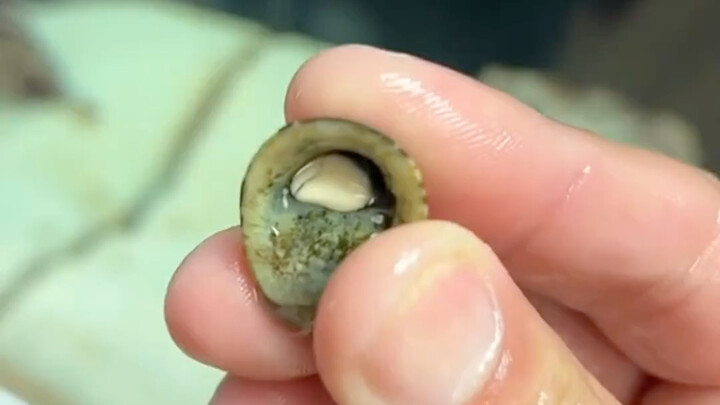 A young lady finds a tiny octopus while collecting shells at the beach, takes it home to care for it