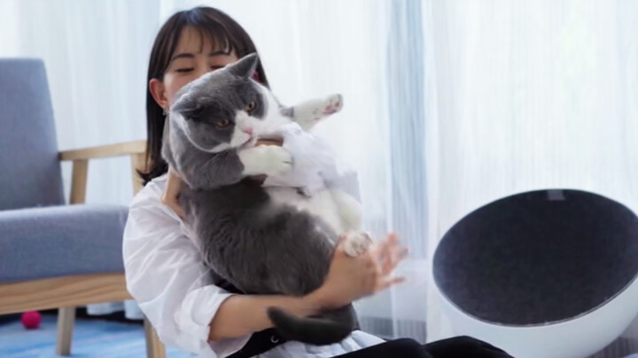 [Hewan]Demi Tantangan Memeluk Kucing, Ini Mungkin Video Terakhirku