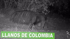 亞諾斯照片陷印影片