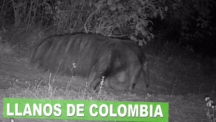 亞諾斯照片陷印影片