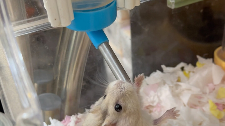 Mọi người dùng ấm đun nước bi lăn nhớ chú ý nhiều hơn nhé…