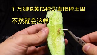 Never plant cucumber seeds directly in the soil, otherwise it will grow like this