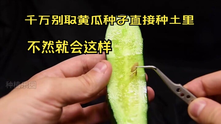 千万别直接取黄瓜的种子直接种土里，不然它就会这样生长