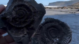 Unearth Paleontological Fossils: Ammonite Fossils!