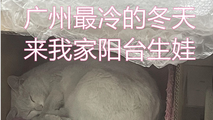广州最冷的冬天大着肚子来我家阳台生小奶猫