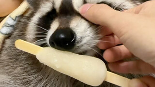 Where did you steal this adorable baby from? #Raccoon #CutePetDebutProject #CutePet