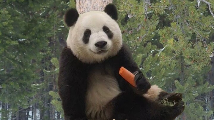 A must-have for meals, pandas eating—cures all kinds of anorexia and picky eating!