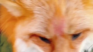 Rubah Kecil Gua Tiesha Amber, dia benar-benar cantik. Erbin, kamu memang meminjam segalanya