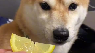 Hey, Chai Chai, try eating a lemon!