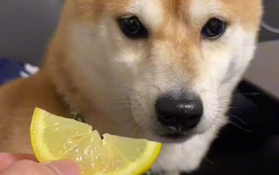 هيا، شيشي، جرّب أكل الليمون!