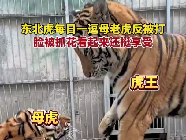 Setiap hari ada kelucuan: harimau betina malah dipukul balik, wajahnya sampai tergores namun tampak 