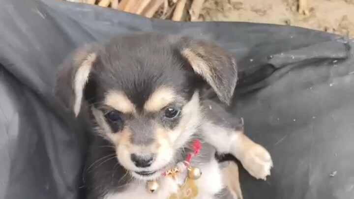 【Chú cún ngốc khoáng thạch】Video mới nhất đã được đăng, mau vào xem nào!