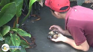 Đi Bắt Ốc Đắng Gặp Toàn Ốc Bươu | Hội Ngộ Miền Tây - Tập 304