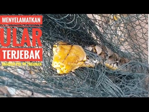 SELAMATKAN ULAR YANG TERJEBAK JARING/DAMKAR POL PP TABANAN EDISI KAMIS 18 JUNI 2020