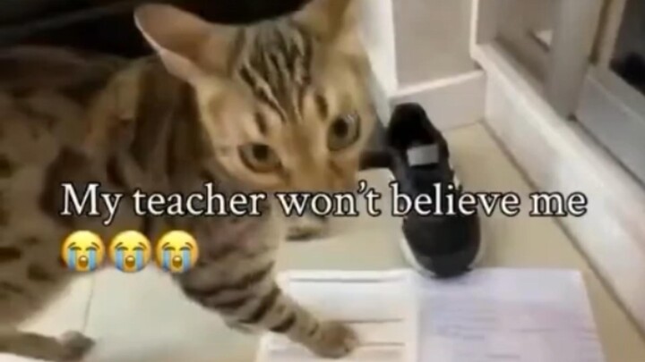 My teacher doesn’t believe my cat is stopping me from doing my homework 😭