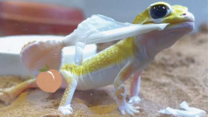 Pikachu's jelly tongue~