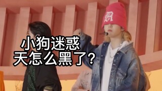Con chó con ngốc nghếch
