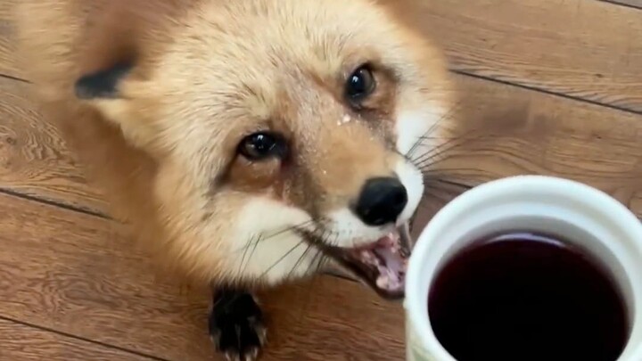 Makan roti besar, makan roti