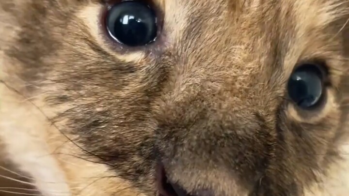 Just looking at you so cutely—turns out, everything except human babies is adorable.